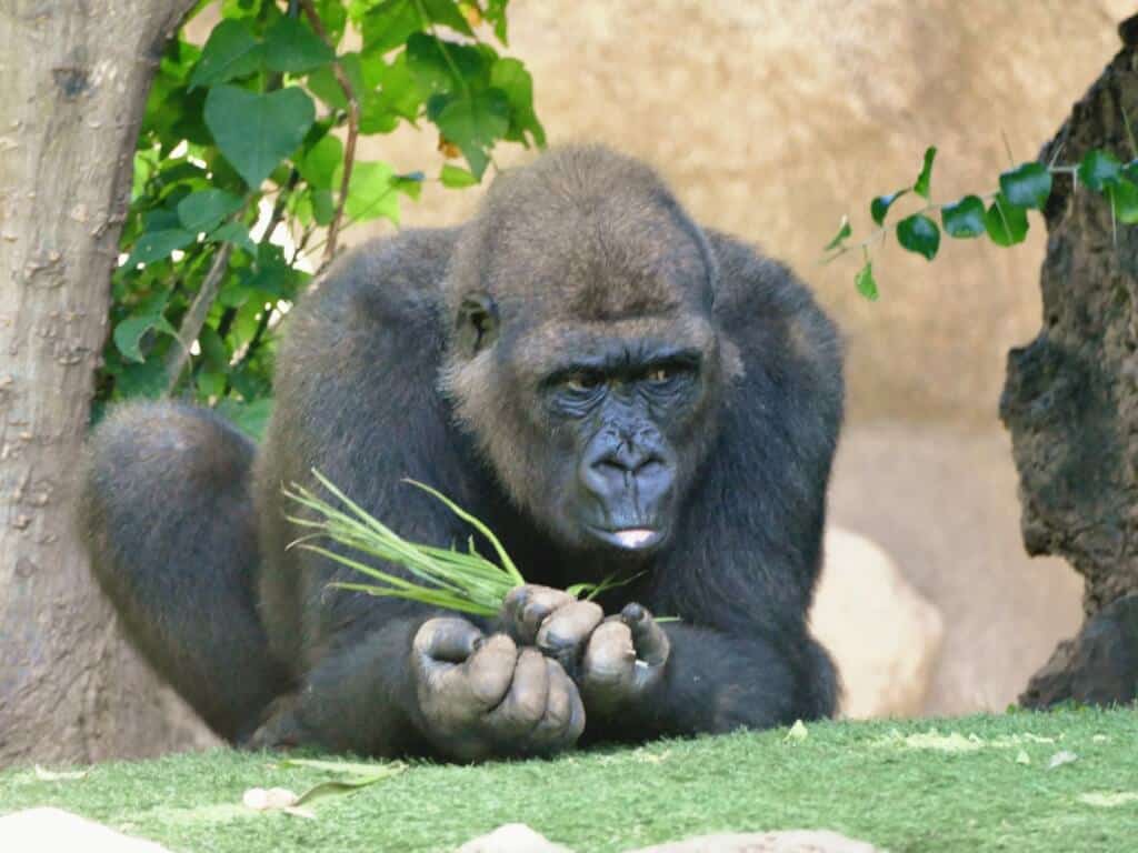 Gorilla Loro Park