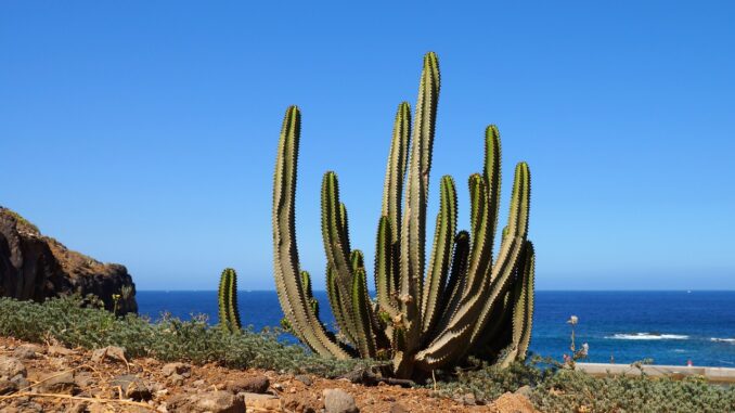 Teneriffa Kaktus